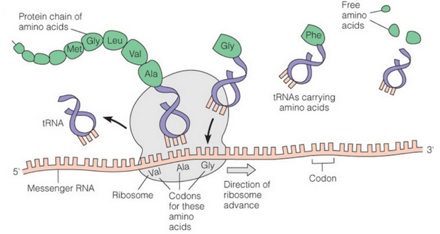 RNA Molecules in Protein Synthesis