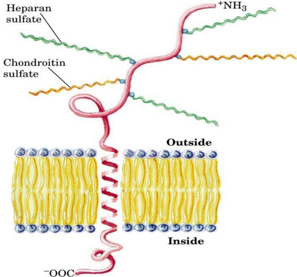 General Schematic of a Proteoglycan