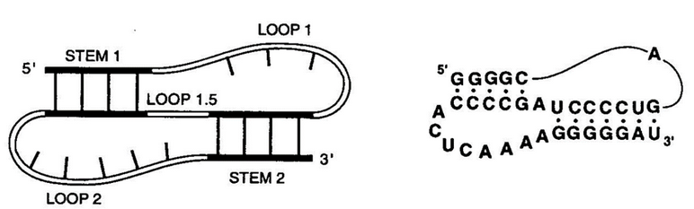 Pseudoknots