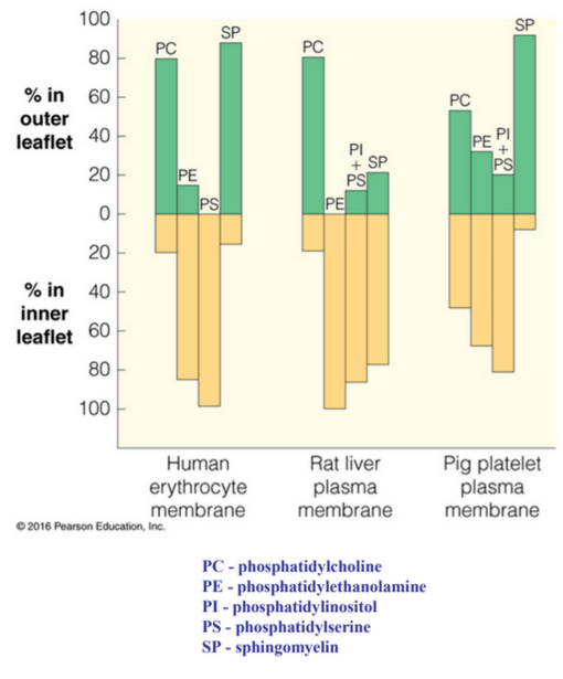 Distribution of Lipids Inside and Outside the Cell Membrane