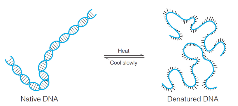 Effects of Heating and Cooling DNA