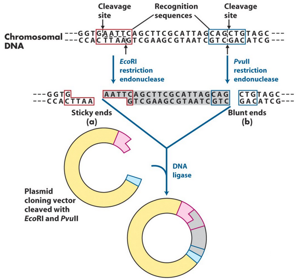 Restriction Digest of DNA