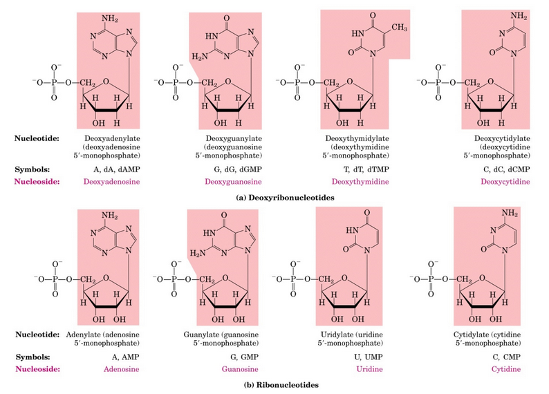 Base, Nucleoside, and Nucleotide Nomenclature