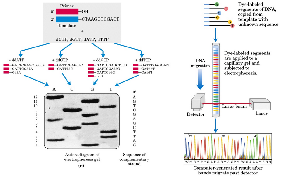 Sanger Method for DNA Sequencing