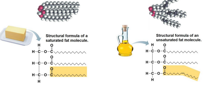 Saturated and Unsaturated Fatty Acids