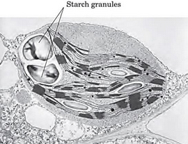 Starch in Storage Granules