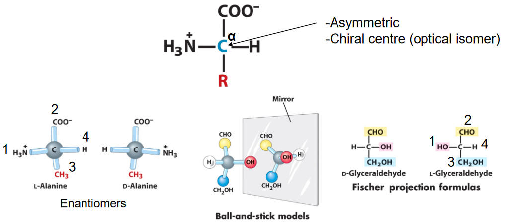Stereochemistry of Amino Acids