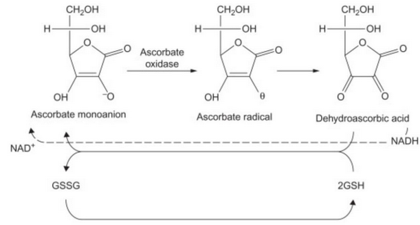 Vitamin C Recycling Mechanism