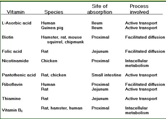 Mechanisms Involved in Absorbing Water-Soluble Vitamins