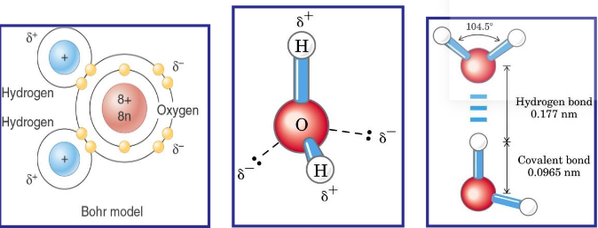 Structure and Intermolecular Bonding Water Molecules