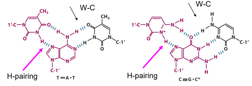 Watson-Crick and Hoogsteen Type Pairings