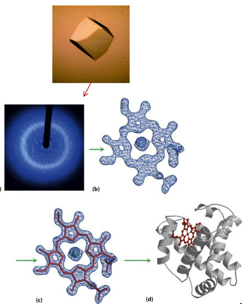 Proteins in Various Stages of X-Ray Crystallography