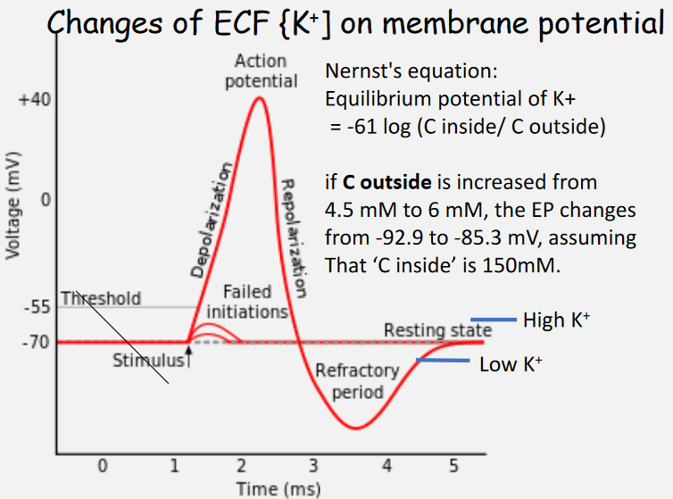 Effects of Changing Potassium Levels on Membrane Potentials