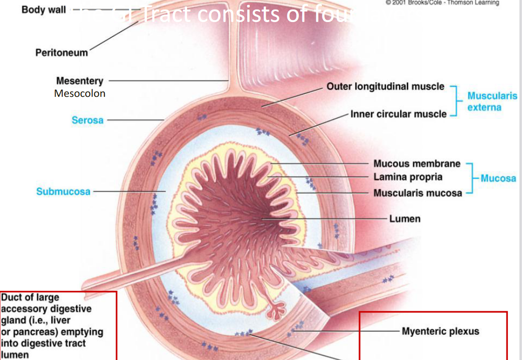 small intestine anatomy layers