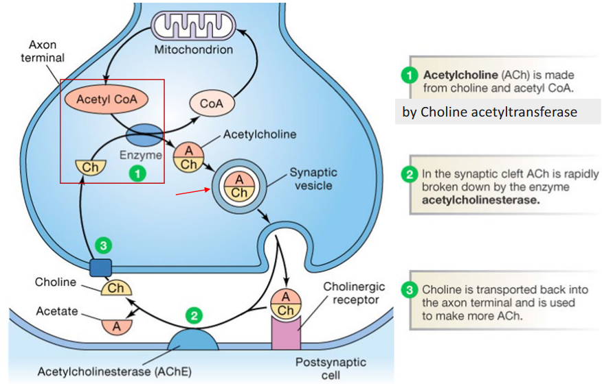 Acetycholine as a Neurotransmitter