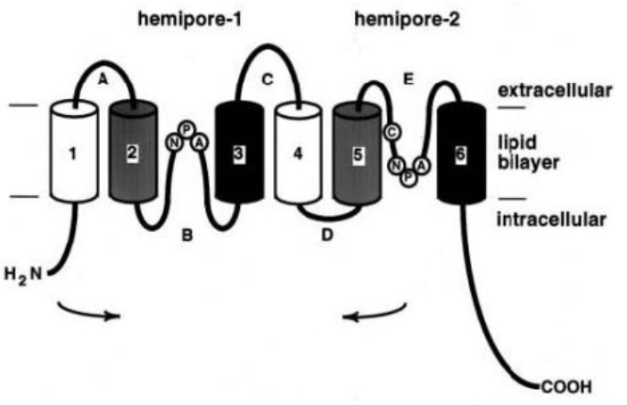 Transmembrane Domains of Aquaporin 1