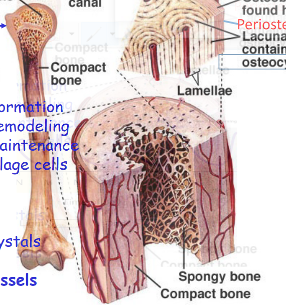 Structure of the Bone