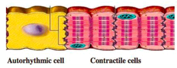 Contractile and Autorhythmic Cells
