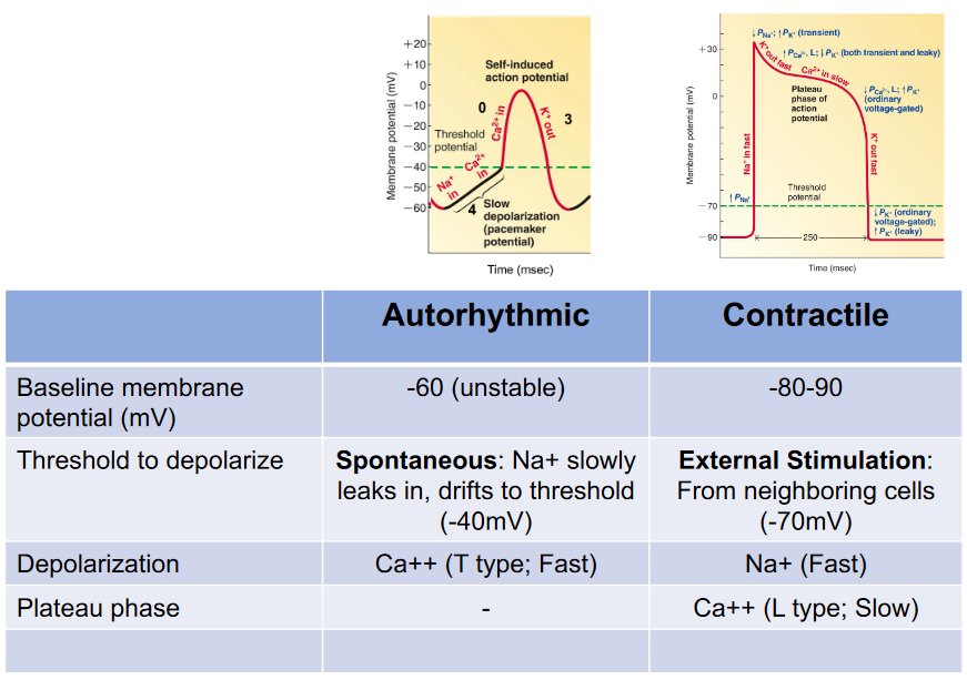 Differences Between Autorhythmic and Contractile Cells