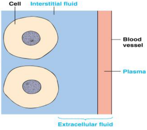 Extracellular Fluid (i.e., ECF)
