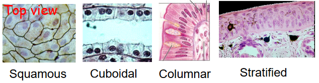 Types of Epithelial Tissue