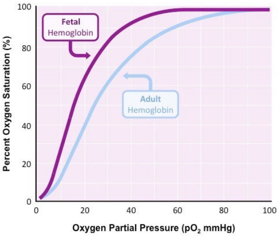Fetal Hemoglobin has a Higher Affinity for O~2~