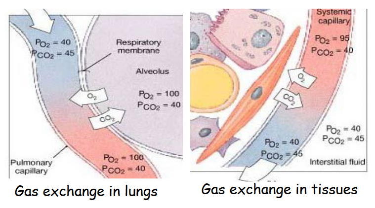 Gas Exchange in the Human Body