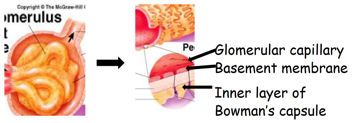Glomerular filtration Membrane Structure