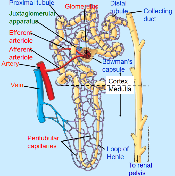 Structure of a Nephron