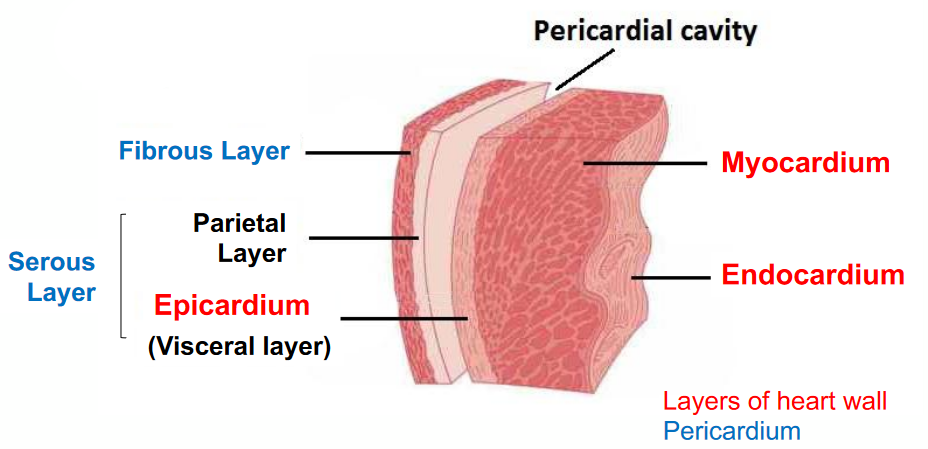 Layers of the Heart