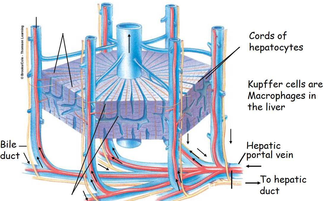 Hepatic Lobule Anatomy