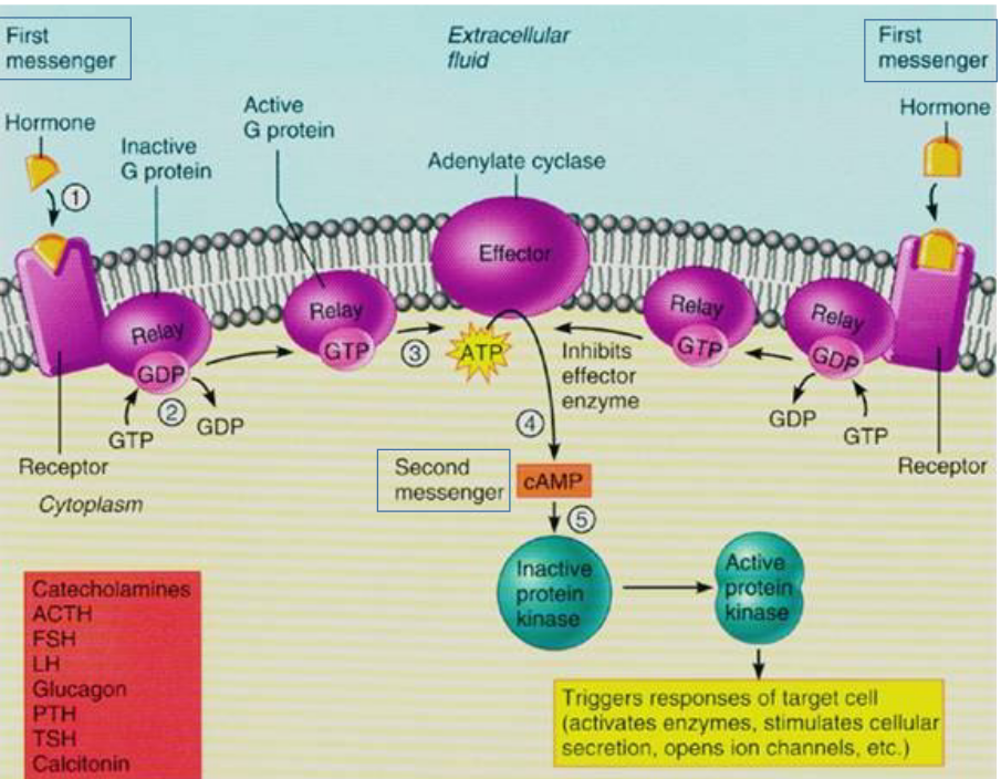 The G-protein Receptor in Action