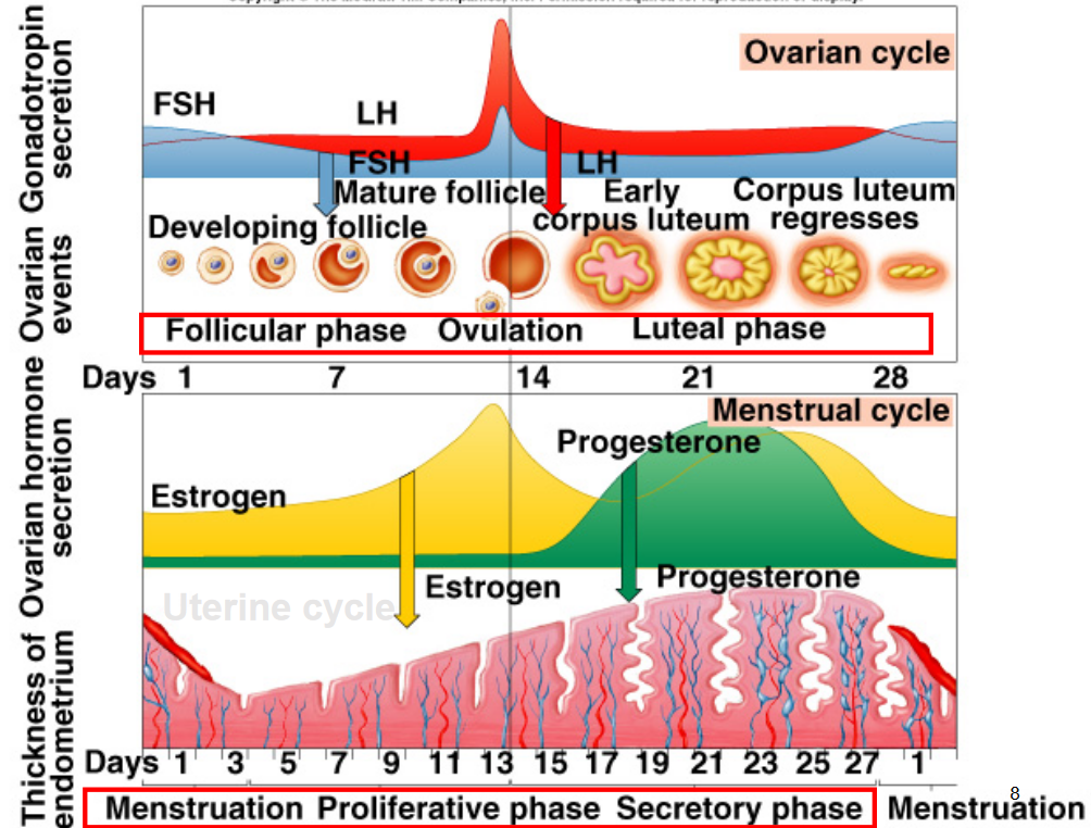 Hormone Levels in the Menstrual Cycle