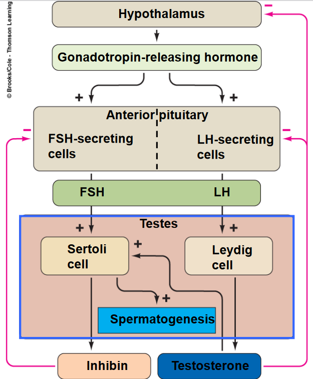 Regulation of Hormones in the Male Reproductive System
