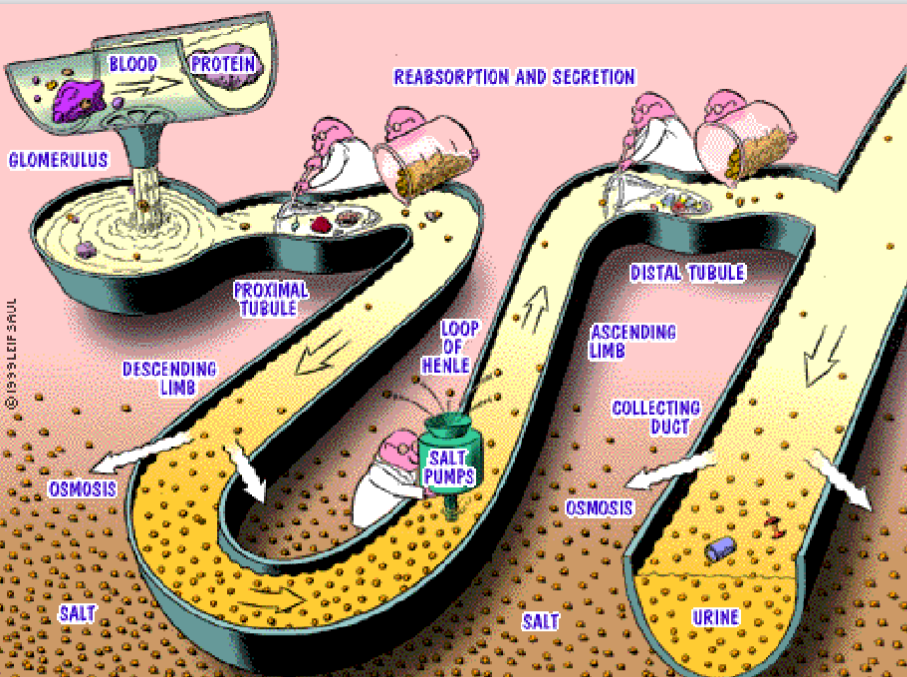 Processes in the Nephrons