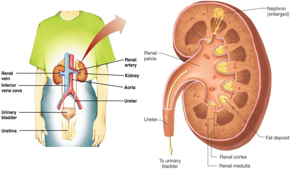 Structure of the Kidneys