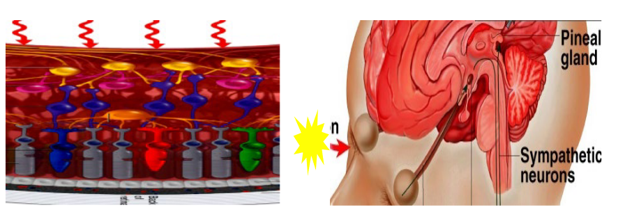 Melanopsin Signalling in the SCN