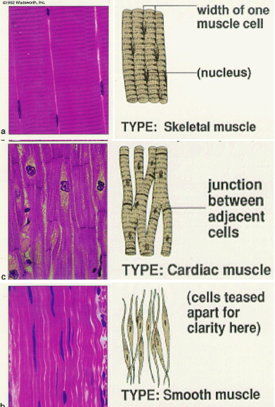 Types of Muscle Tissue by Structure