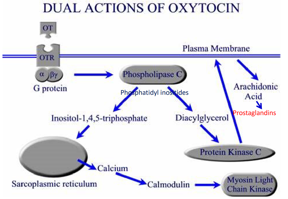 Oxytocin Receptor Actions