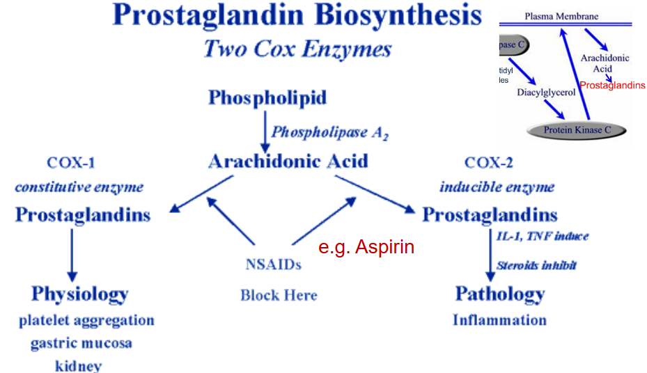 Prostaglandin Synthesis by Cyclooxygenases