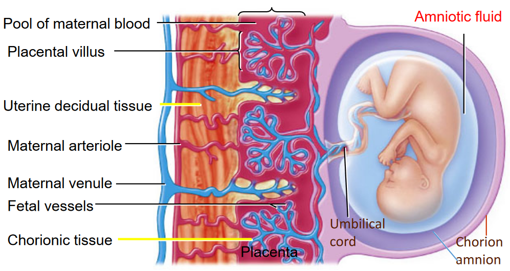 Formation of the Placenta