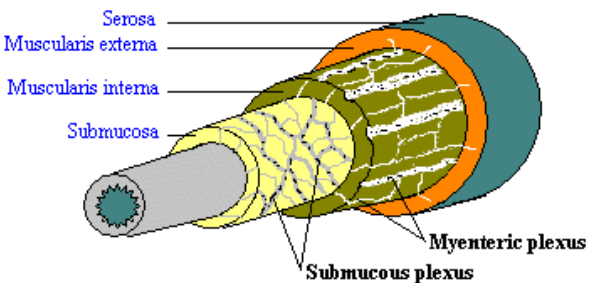 Myenteric and Submucosal Plexuses