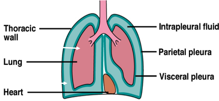 Pulmonary Pressures