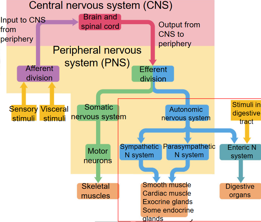 Neural Regulation Pathway