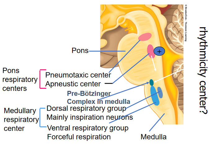 Respiratory Centers in the Brain