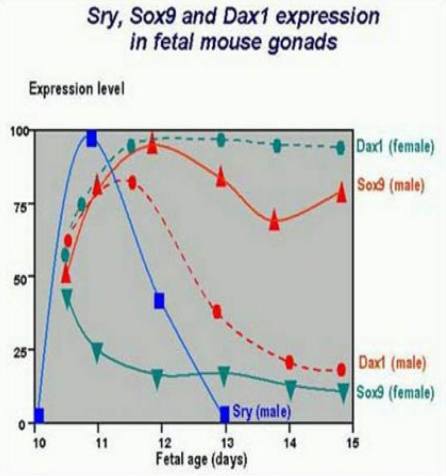 SOX9 Protein in Mice