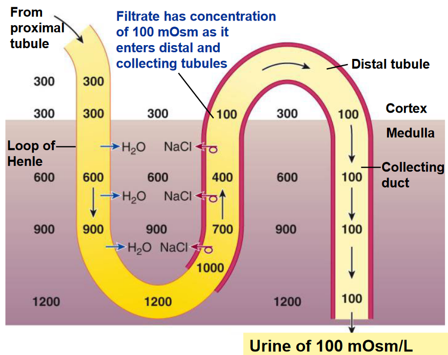 Diluted Urine in the Absence of ADH