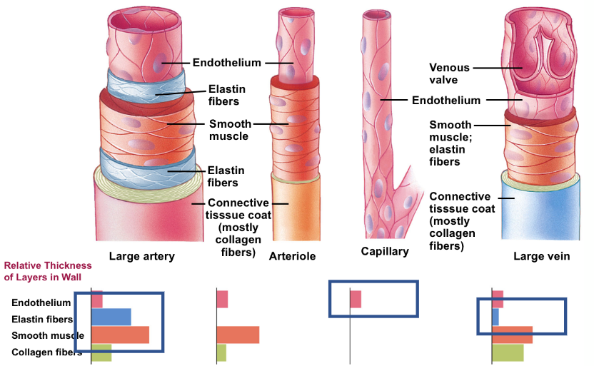 Composition of Blood Vessels