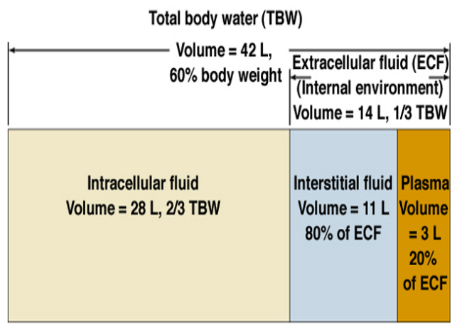 Distribution of Body Fluids