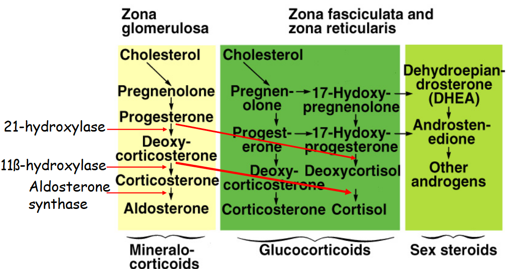 Zones of the Adrenal Medulla